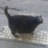 @коронован
