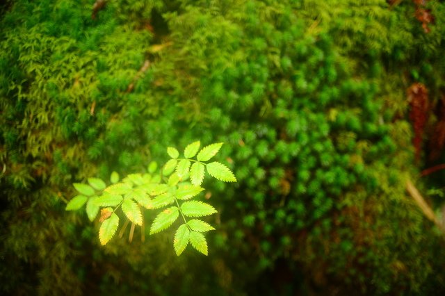 日本自駕行4~~明神池@河童橋