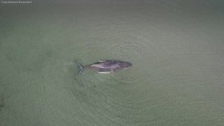 ⚡️ Застрявшего на мелководье Балтики 15-метрого горбатого кита немецкие власти не могут спасти четвертые сутки. Через два дня он может погибнуть от декомпрессии легкихГорбатый кит «сел на мель» в Балтийском море в зоне государственных интересов Германии, с