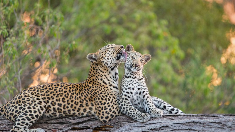 Celebrating motherhood feline styleLeopard mother grooming her cub, Jao Reserve, Botswana (© Suzi Eszterhas/Minden Pictures)