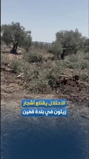 הכיבוש עוקר עשרות עצי זית באדמות הסמוכות לחומה בעיירה קפין, מצפון לטול כרם.