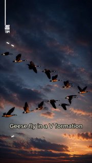 Why Geese Fly in a V Formation- Geese don't fly in a V formation by chance.