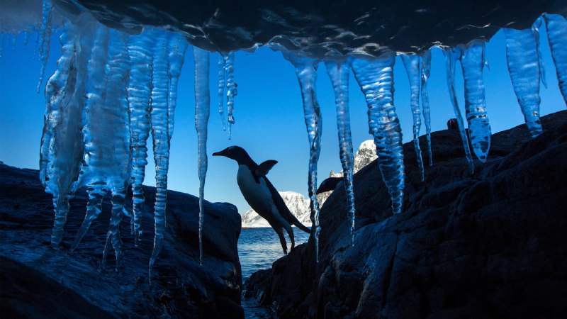 Life on the edge of the iceGentoo penguin, Petermann Island, Antarctica (© Paul Souders/DanitaDelimont.com/Alamy)
