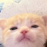 Уютная психушка Векс 🫧