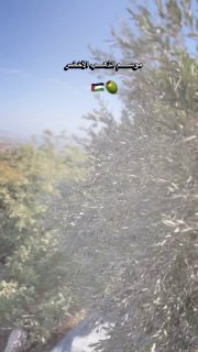 الزيتون الفلسطيني رمز للصمود والهوية والتشبث بالجذور