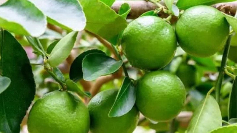 بابل روز: پیش‌بینی تولید ۳ میلیون تنی مرکبات در مازندران🔹معاون بهبود تولیدات گیاهی سازمان جهاد کشاورزی مازندران: پیش‌بینی می‌شود د
