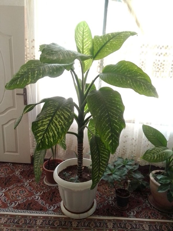 🍁کانال عمومی شهیدآباد🌹: گل دیفن قیمت 6 میلیون شماره تماس+989195984364