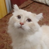 kitsureん