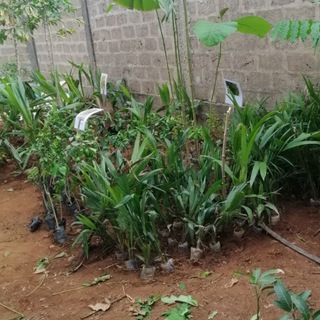 ATM FARM VILLAGE🌽 DISCUTIONS agriculture 👍 Telegram Group Link