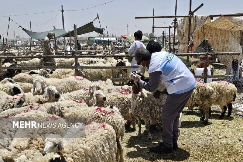 اخبار خراسان جنوبی(بیرجند): بهره‌مندی ۱۷ روستا از خدمات رایگان جهاد دامپزشکی در هفته دولتبیرجند- مسئول قرارگاه جهاد دامپزشکی خراسان جنوبی از بهره‌من