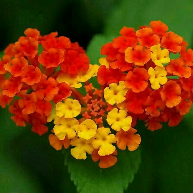 ذهن شاد و زندگی شاد: 💖💖زندگی بهشت استبرای آنانی کهعاشقانه عشق می ورزند!بی پروا محبت می کنندو کمتر از دیگران انتظار دارندامیدوارم همیشه شاد وخ