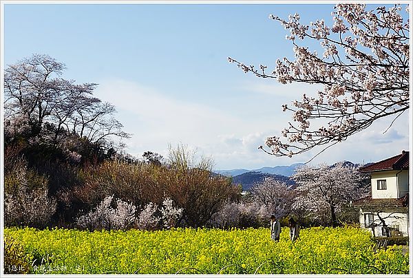 [日本東北|福島。遇見五彩繽紛桃花源 花見山公園]