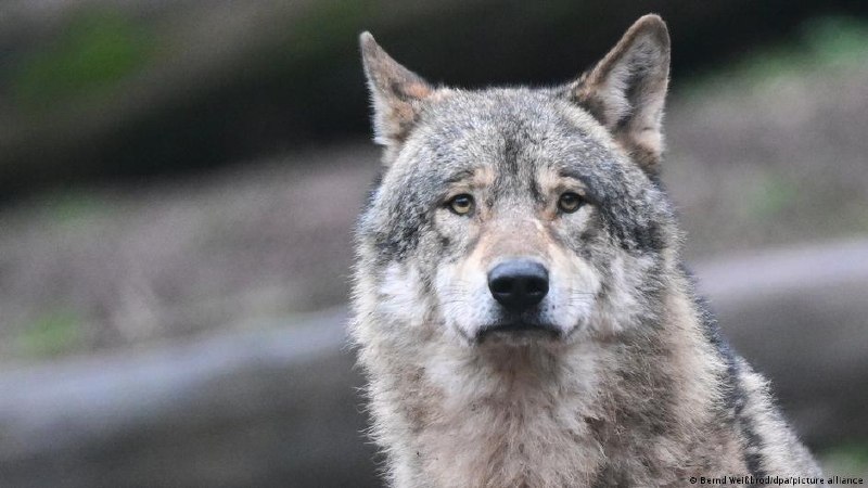 🐺Немецкого странного волка решили научить нормально себя вести, чтобы его не застрелилиВ немецком Шварцвальде уже несколько лет живет волк, который ведет себя необычно. Он не нападает на людей, но часто подходит к гуляющим слишком близко, особенно если ряд