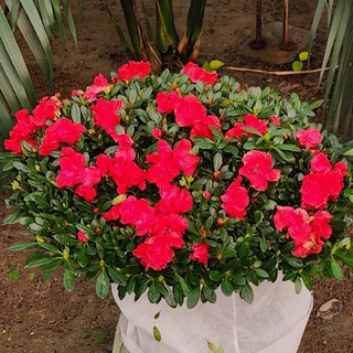 DEKARATIVNI GULAR