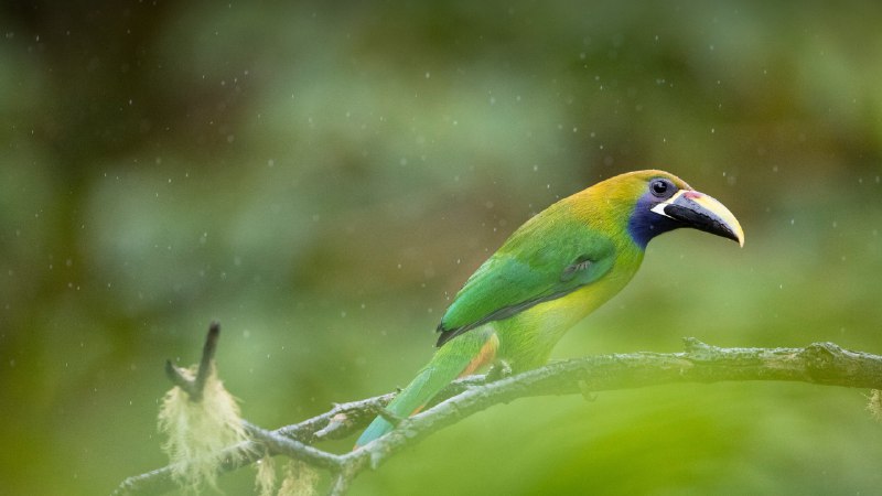 Flying colorsBlue-throated toucanet, Los Quetzales National Park, Costa Rica (© Oscar Dominguez/Tandem Stills + Motion)