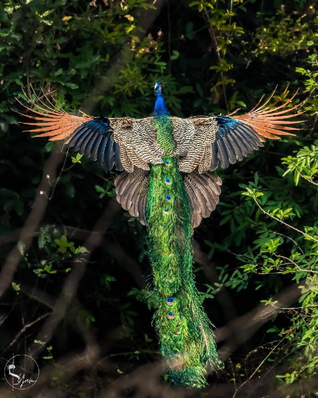 National Geographic farsi: تا حالا یه طاووس رو 🦚 موقع پرواز دیدید؟🌏 | @NationalGeographicFarsi