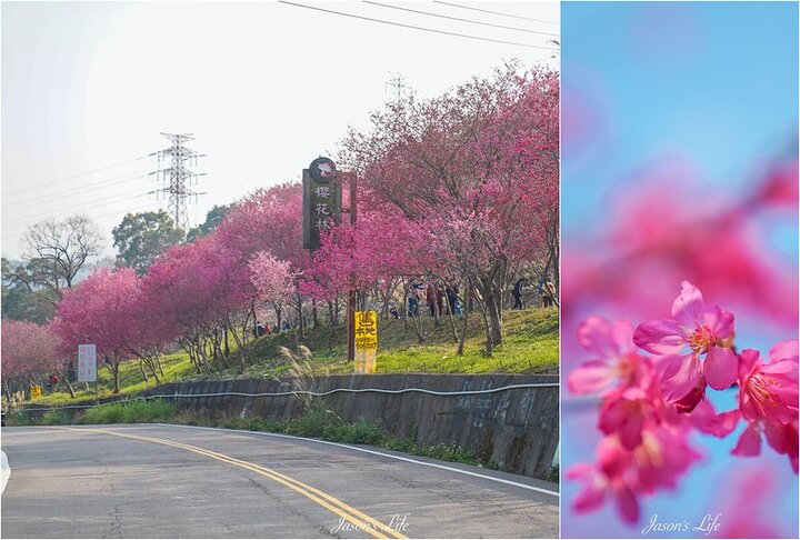 【台中新社｜景點】新社櫻花林。110.02.06花況，台中新社櫻花林已盛開，花團錦簇，把握時間趕快去賞櫻