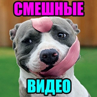 Telegram profile photo for СМЕШНОЕ ВИДЕО | СМЕШНЫЕ ВИДЕО