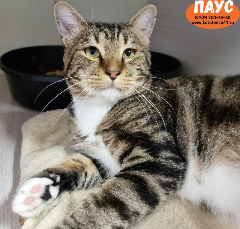 Котик *Паус*
Красавчик с грустными глазами.
Паус попал...