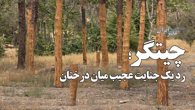 عصر ایران: چه کسی درختها را برای سوسکها آماده میکند؟🎥 چیتگر؛ رد یک جنایت عجیب میان درختان / درختها قبل از مرگ زخمی شده بودند▪️