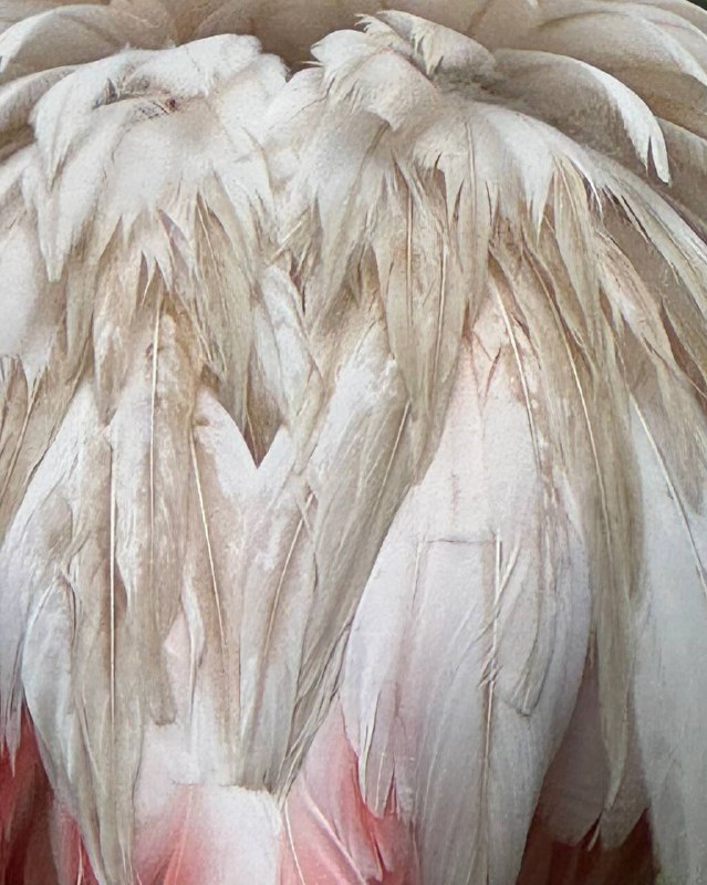 Зоопарк Кхао Кхео Это не просто место для знакомства с животным миром, а настоящий сафари-парк и источник вдохновения для тех, кто ищет новые идеи для творчества. Прогуливаясь среди экзотических животных и ярких птиц, невозможно не заметить, как у каждого из них своя особенная жизнь — настоящая история, разворачивающаяся прямо перед глазами, как захватывающий сериал. Все эти существа, такие разные по характеру и внешности; каждый по-своему удивительно красив и уникален.Их окраску можно интерпретировать в модных концепциях, создавать уникальные образы, которые отражают гармонию природы и моды. Это сочетание дикости и утонченности, силы и красоты, которое хочется запечатлеть в кадре.Модные съемки, вдохновленные животными, становятся настоящим искусством, где каждая деталь — от текстур и силуэтов до цветовых сочетаний — рассказывает свою историю. Ведь кто, как не природа, может быть так безупречна в поиске новых трендов?Посещение зоопарка напоминает, как важно быть в поиске вдохновения вокруг, ведь каждый момент может стать источником для создания уникальных образов, наполненных естественной красотой.Зоопарк Кхао Кхео Это не просто место для знакомства с животным миром, а настоящий сафари-парк и источник вдохновения для тех, кто ищет новые идеи для творчества. Прогуливаясь среди экзотических животных и ярких птиц, невозможно не заметить, как у каждого из них своя особенная жизнь — настоящая история, разворачивающаяся прямо перед глазами, как захватывающий сериал. Все эти существа, такие разные по характеру и внешности; каждый по-своему удивительно красив и уникален.Их окраску можно интерпретировать в модных концепциях, создавать уникальные образы, которые отражают гармонию природы и моды. Это сочетание дикости и утонченности, силы и красоты, которое хочется запечатлеть в кадре.Модные съемки, вдохновленные животными, становятся настоящим искусством, где каждая деталь — от текстур и силуэтов до цветовых сочетаний — рассказывает свою историю. Ведь кто, как не природа, может быть так безупречна в поиске новых трендов?Посещение зоопарка напоминает, как важно быть в поиске вдохновения вокруг, ведь каждый момент может стать источником для создания уникальных образов, наполненных естественной красотой.