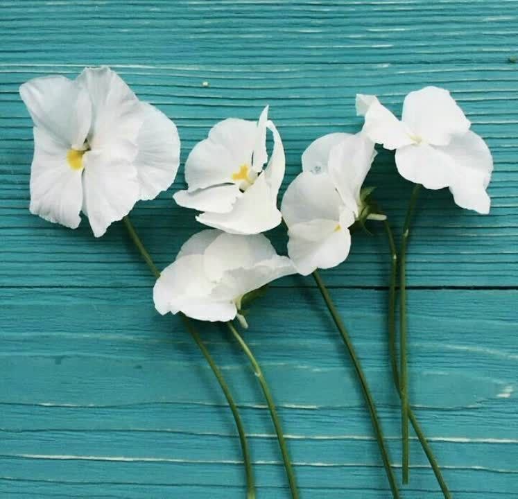 روانشناسی میگنا: 🌼هیچ گلی به فکر رقابت باگلهای دیگر نیستفقط شکفته میشوددر پیمودن راه؛ بر دستاوردهای دیگران تمرکز نکنید!!! به خود بیندیش