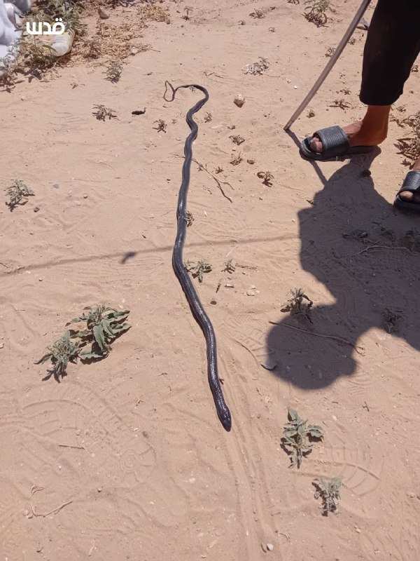במקביל לעונת הקיץ התפשטו נחשים בין אוהלי העקורים ברצועת עזה.