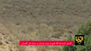 🎥 סיור קיץ באילים וכבשים אוריאל בפארק הלאומי גולסטן