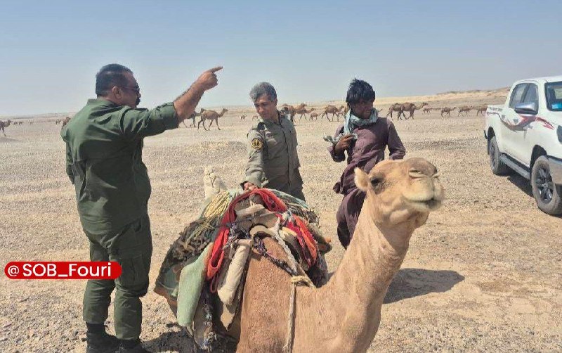 سیستان و بلوچستان فوری: رئیس اداره حفاظت محیط زیست شهرستان زابل از خارج شدن ۲ گله شتر به مجموع حدود ۲۷۰ نفر از پناهگاه حیاتوحش و تالابهامون صا