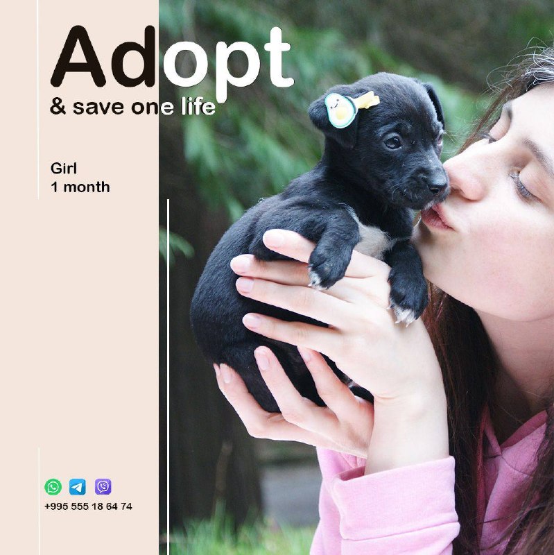 Puppy urgently available in Batumi. Заберите эту маленькую девочку и подарите себе нового члена семь — фото 1