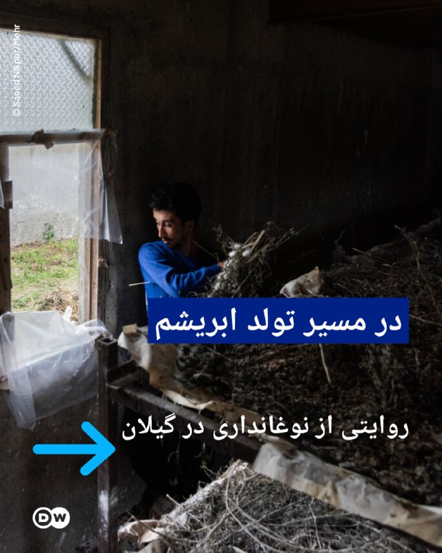 DW Persian دویچهوله فارسی ✔: 📸 در مسیر تولد ابریشم؛ روایتی از نوغانداری در گیلان گیلان به دلیل شرایط اقلیمی مناسب، یکی از مهمترین مناطق نوغانداری ای