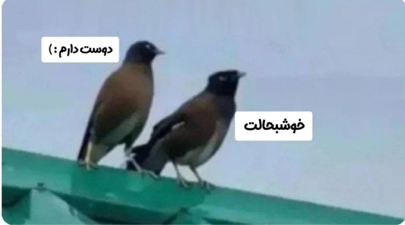 شاعر کسشر: وقتی دوس دخترت قهره:• @iShaerr