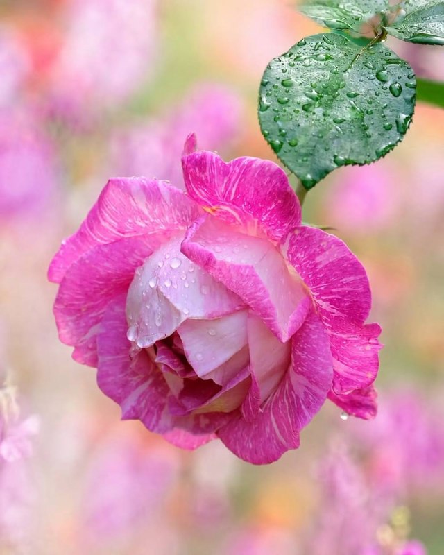 #شعروادب: مرا دلخسته کردی، جرمم این بودکه از مژگان خیالت را بجستم!#مـولانـا🌸🌿🌸🌿🌸🌿꧁꧂♥️شعروادب♥️꧁꧂