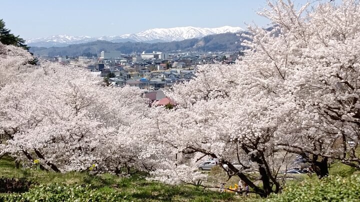 山形縣烏帽子山賞櫻記