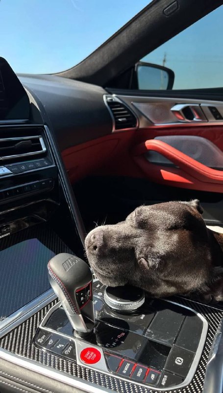 BMW M Powerhttps://t.me/bmw_mpower_club#bmw #mpower #bmwmpower #bmwworld #bmwmpo