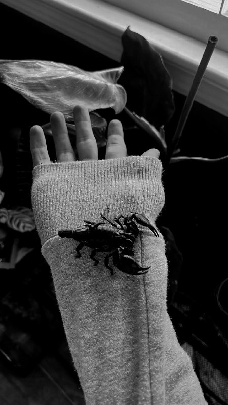 Autistic: Scorpion.Scorpion.
