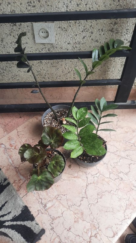 کانال فروش کاکتوس نوشهر: خرید حضوری مشتری گلم