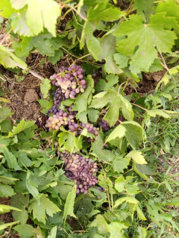 کانال رسمی روستای ده کوثرdehkoosar@: سی مرداد ۱۴۰۵ ده کوثرسی مرداد ۱۴۰۵ ده کوثر