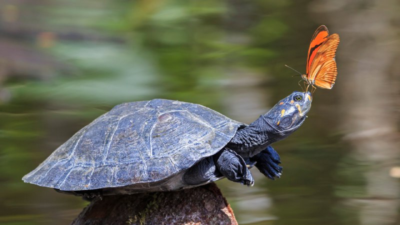 Shell yeah!A Julia butterfly on the nose of a yellow-spotted river turtle, Amazon Region, Ecuador (© Westend61/Getty Images)
