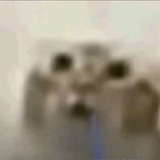 Mmmm monke