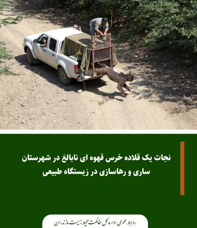 کانال خبری پیشکسوتان: ✳ نجات یک قلاده خرس قهوهای نابالغ در شهرستان ساری و رهاسازی در زیستگاه طبیعی🔸️یک قلاده خرس قهوهای نابالغ حدود سه ساله