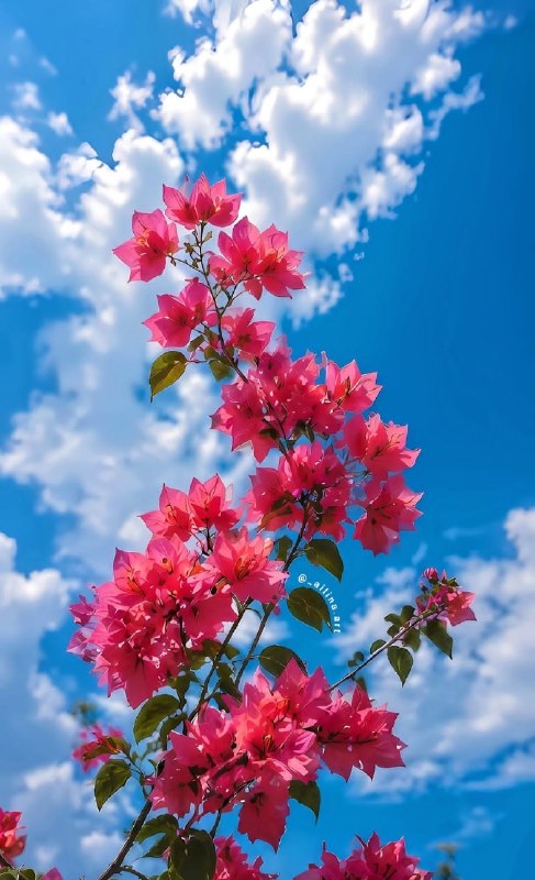 مدیتیشن ،وویس ،مراقبه: 1405/5/31 🍃🌸شنبه قشنگتون 🍃🌸سرشـار از مـهربانـی🍃🌸امیدوارم آغاز این هفته🍃🌸سرشار از موفقیت ،آرامش 🍃🌸و اتفاقات زیبـا براتون 