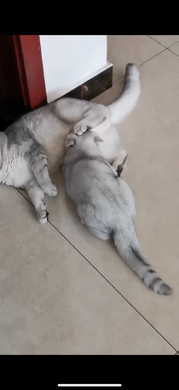 帮同事寄养一只三个月的小猫，小猫把我家大公猫当奶妈了…大猫也很配合…帮同事寄养一只三个月的小猫，小猫把我家大公猫当奶妈了…大猫也很配合…