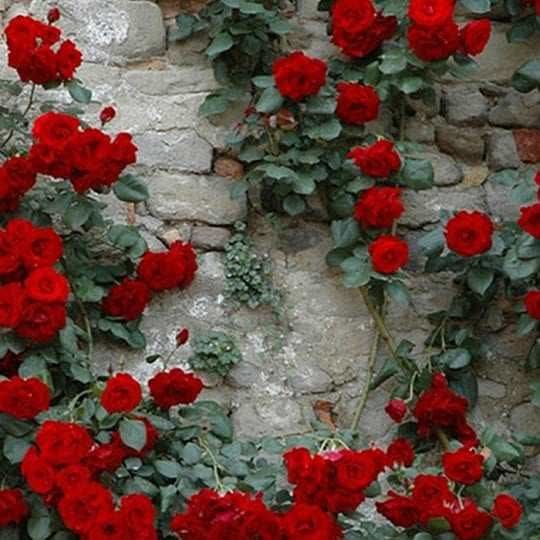 خبرلحظه ای: 💜تنتون سالم دلتون خوش✨لحظه هاتون سرشار از آرامش ســـــــــــــــلام صبــــــــــح بخیـــــــر❤🌹🔖 @khaba