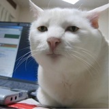 Serious cat
