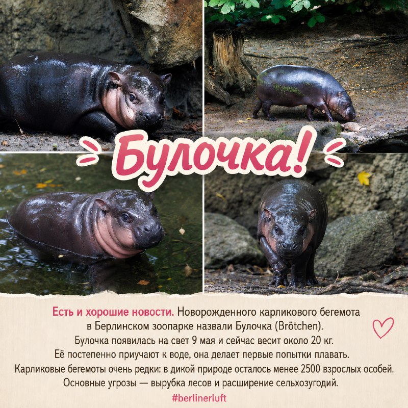 #хорошиеновости