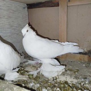 YAYPAN Qushlari Telegram Group Link