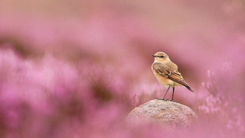 Perched and poisedWheatear and flowering heather, Peak District National Park, England (© Ben Hall/Nature Picture Library)