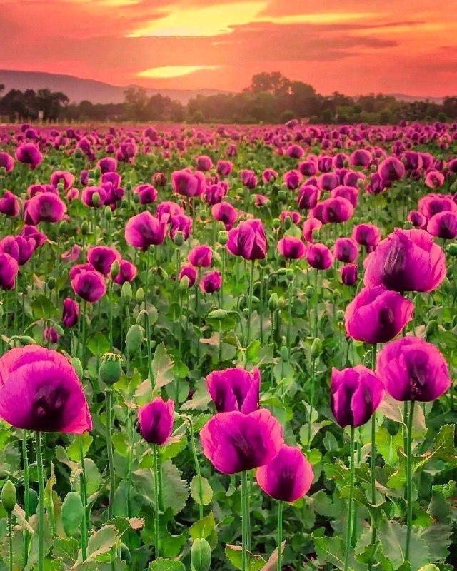 شهروند اردکان: به نام خدا 💚صبح می‌شود کنار عطر ریحانزندگی را می‌بوسمو روز و پنجره رابا مقداری از آفتابکه از کنار ابرها از آسمان می‌چکدس