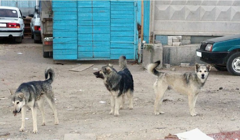 ▶️ Накануне в Каспийске бродячие собаки напали на ребенка. фото